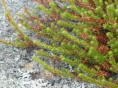 Empetrum nigrum