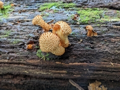Pholiota squarrosoides