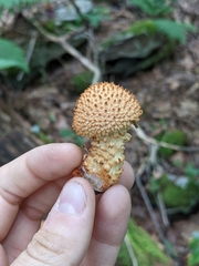 Pholiota squarrosoides