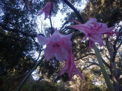 Amaryllis belladonna