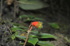 Kohleria stuebeliana