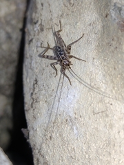 Gryllomorpha