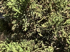 Cupressus macrocarpa