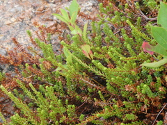 Empetrum nigrum