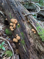 Pholiota squarrosoides