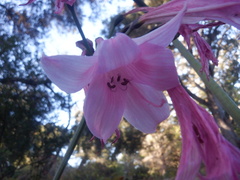 Amaryllis belladonna