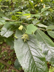 Passiflora lutea