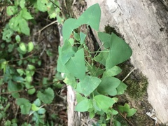 Persicaria perfoliata