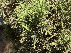 Cupressus macrocarpa