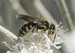 Philanthus crabroniformis