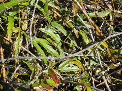 Rubus schmidelioides