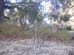 Amaryllis belladonna
