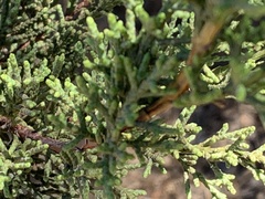 Cupressus macrocarpa