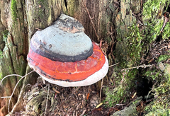 Fomitopsis mounceae