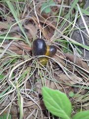 Tolypocladium capitatum