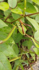 Polistes instabilis