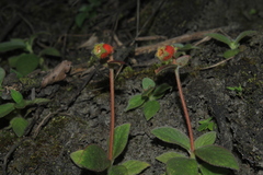 Kohleria stuebeliana