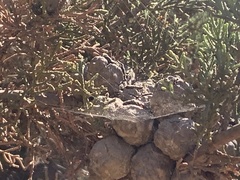 Cupressus macrocarpa