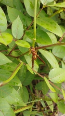 Polistes instabilis