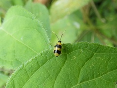 Diabroticina