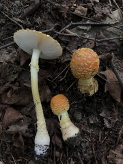 Amanita muscaria guessowii
