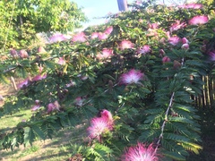 Calliandra