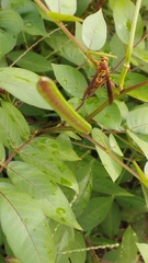 Polistes instabilis