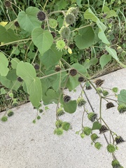 Abutilon theophrasti