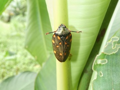 Mahanarva costaricensis