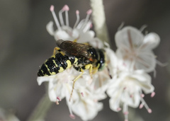 Philanthus crabroniformis