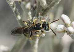 Philanthus crabroniformis