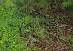 Agave americana