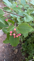 Viburnum