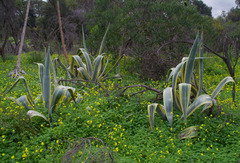 Agave americana