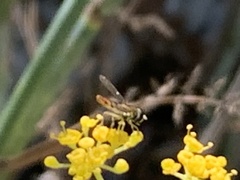 Toxomerus marginatus