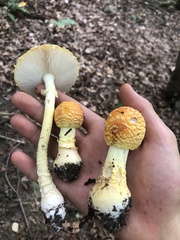 Amanita muscaria guessowii