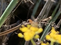 Toxomerus marginatus