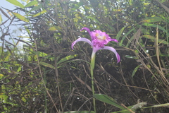 Sobralia violacea