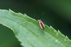 Lopidea robiniae