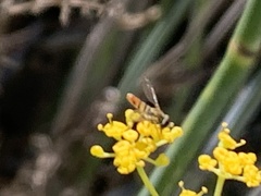 Toxomerus marginatus