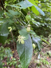 Passiflora lutea