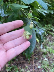 Passiflora lutea