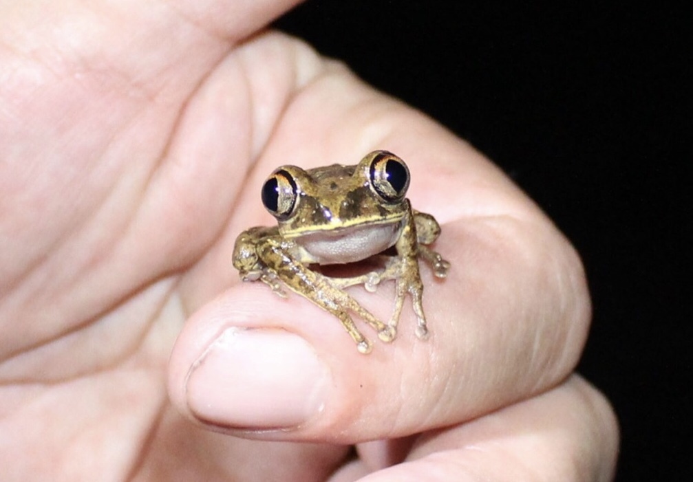 Leptopelis aubryi (Duméril, 1856)