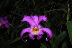 Sobralia violacea
