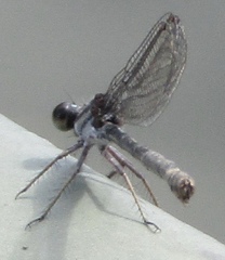 Argia translata