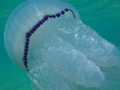 Rhizostoma pulmo