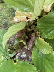 Hamamelis virginiana