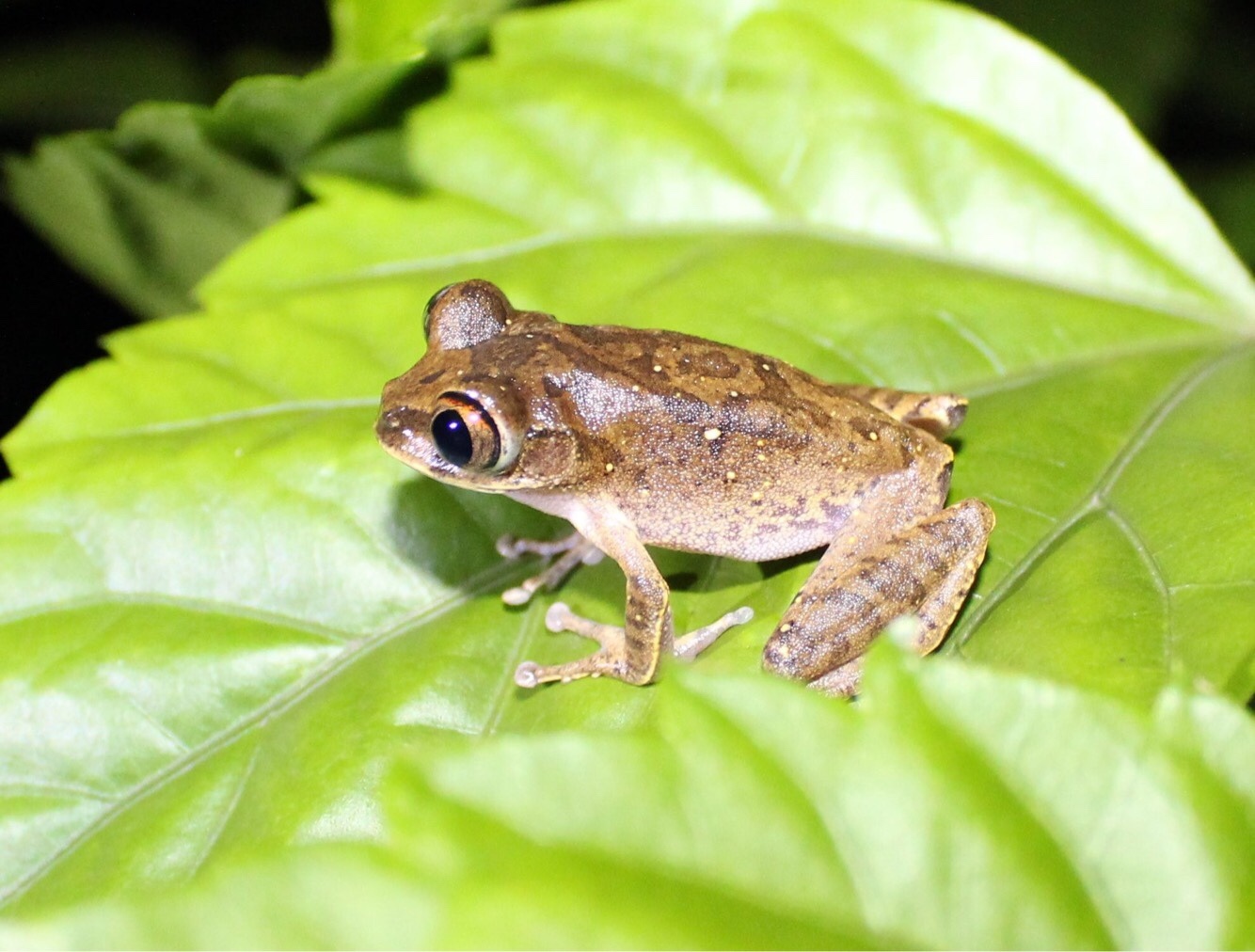 Leptopelis aubryi (Duméril, 1856)