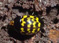 Erotylidae