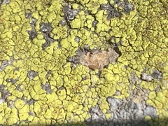 Candelariella rosulans